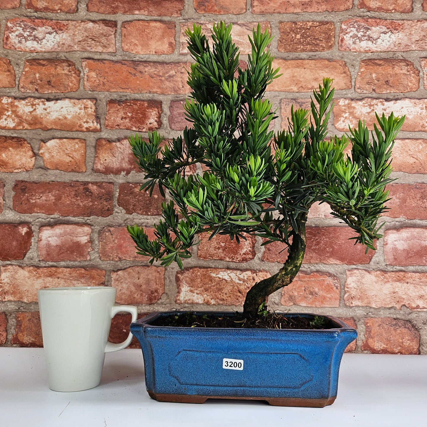 Buddhist Pine (Podocarpus Micro) Bonsai Tree | Shaped | In 30cm Pot by Yorkshire Bonsai