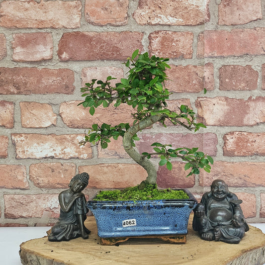 Chinese Elm (Ulmus Parvifolia) Bonsai Tree | Shaped | In 15cm Pot by Yorkshire Bonsai