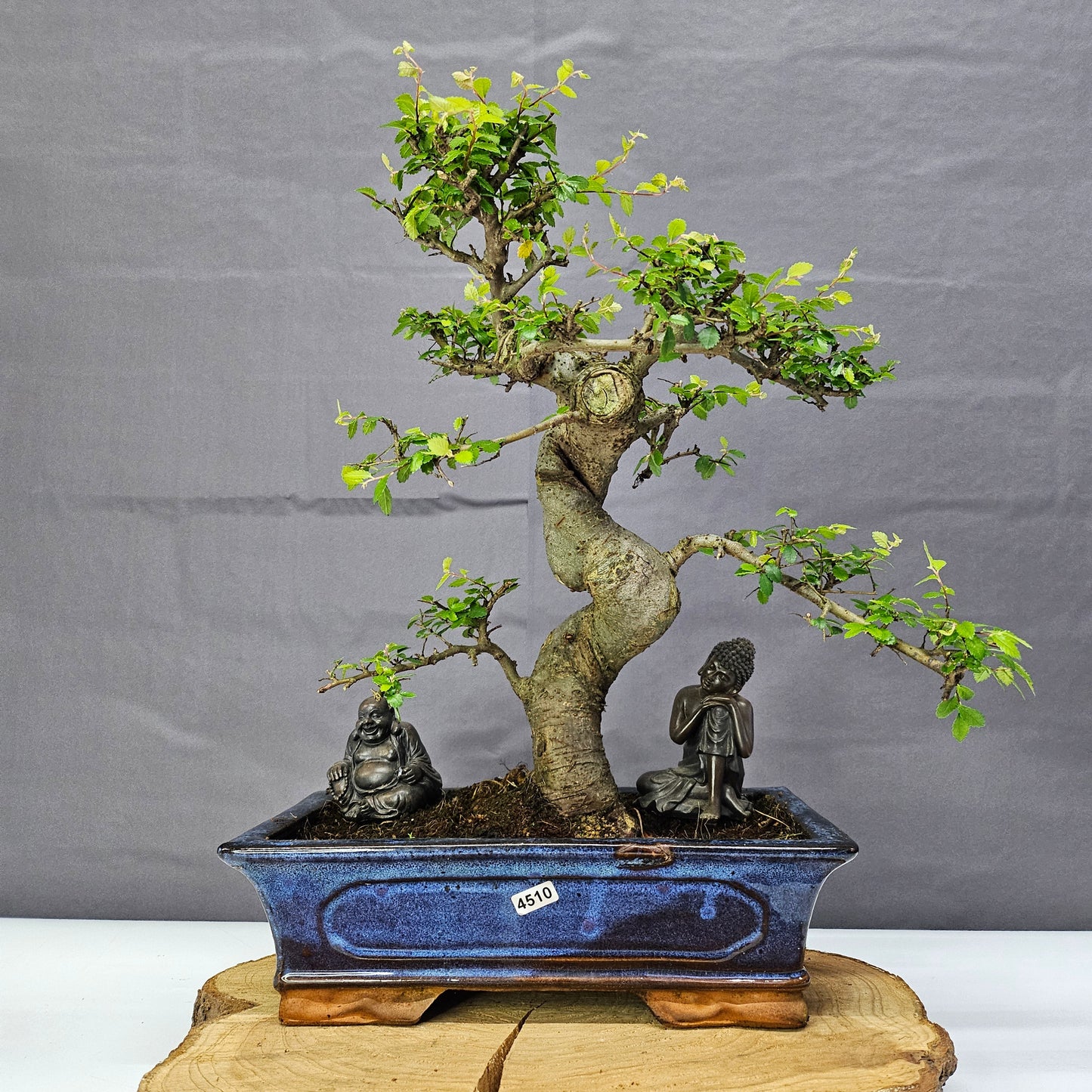 Chinese Elm (Ulmus Parvifolia) Bonsai Tree | Shaped | In 30cm Pot by Yorkshire Bonsai