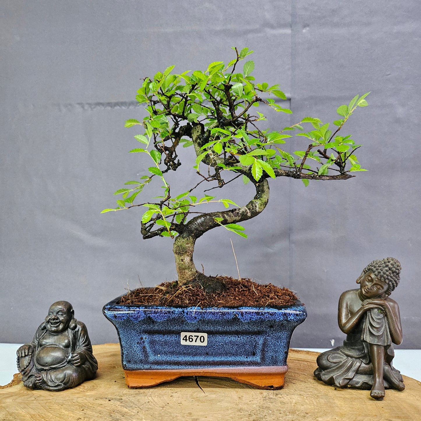 Chinese Elm (Ulmus Parvifolia) Bonsai Tree | Shaped | In 15cm Pot by Yorkshire Bonsai
