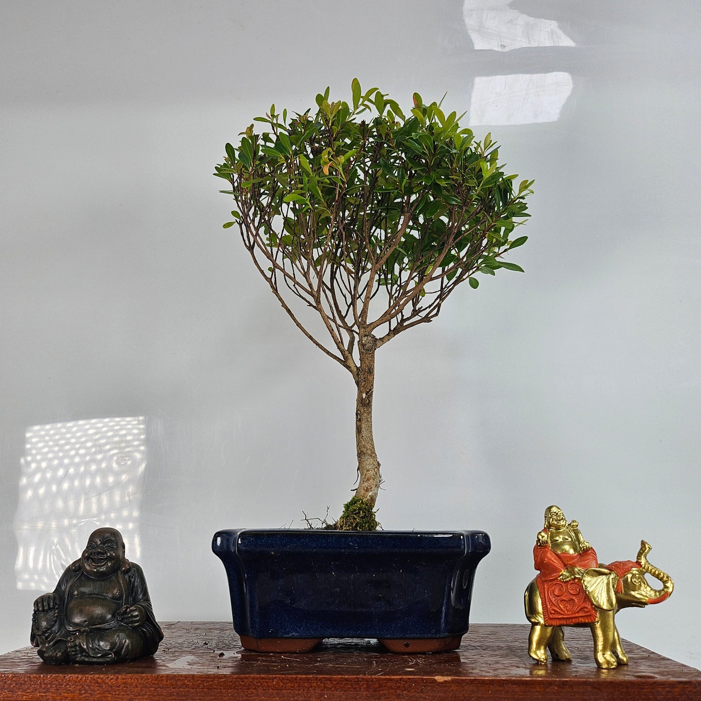 Brush Cherry (Syzygium) Bonsai Tree | Broom | In 15cm Pot by Yorkshire Bonsai