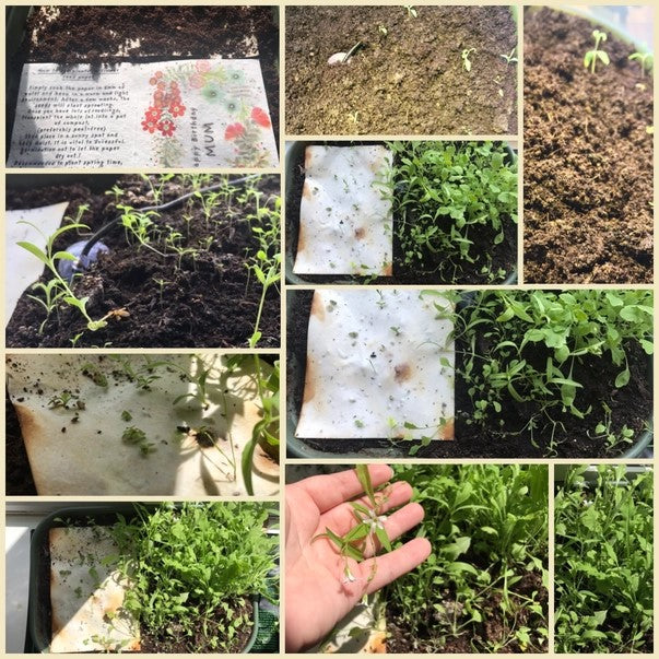 Plantable Seed Paper Birthday Card, Blank Inside (HB HARE)