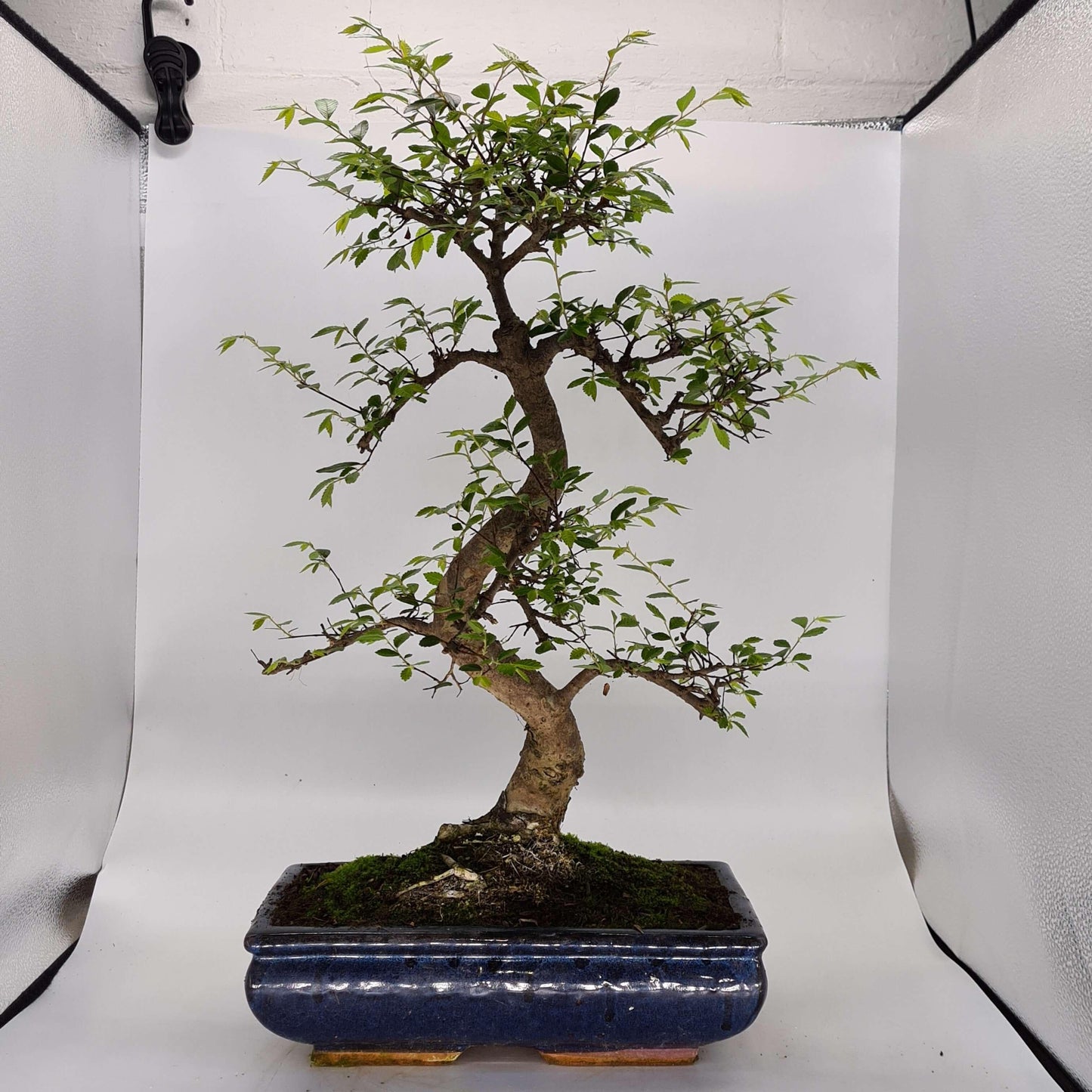 Chinese Elm (Ulmus Parvifolia) Bonsai Tree | Shaped | In 30cm Pot by Yorkshire Bonsai