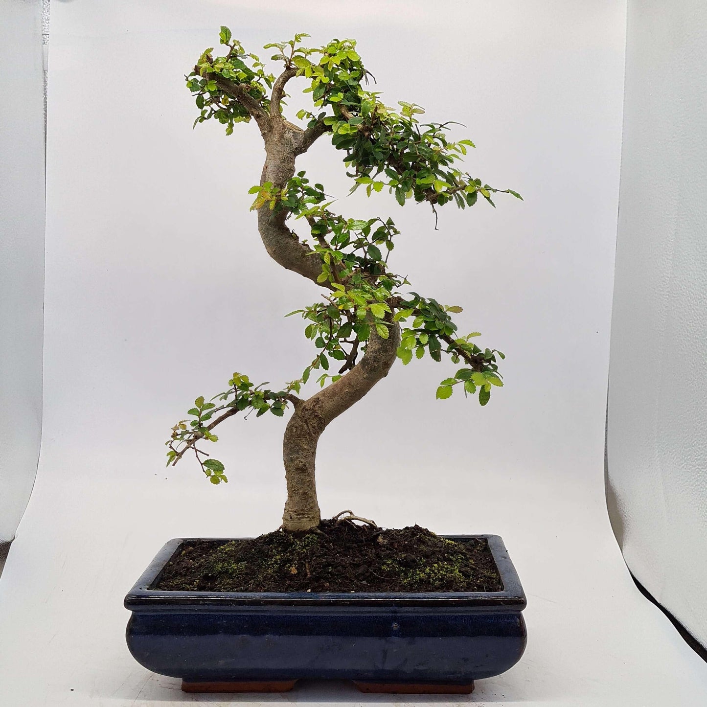 Chinese Elm (Ulmus Parvifolia) Bonsai Tree | Shaped | In 30cm Pot by Yorkshire Bonsai