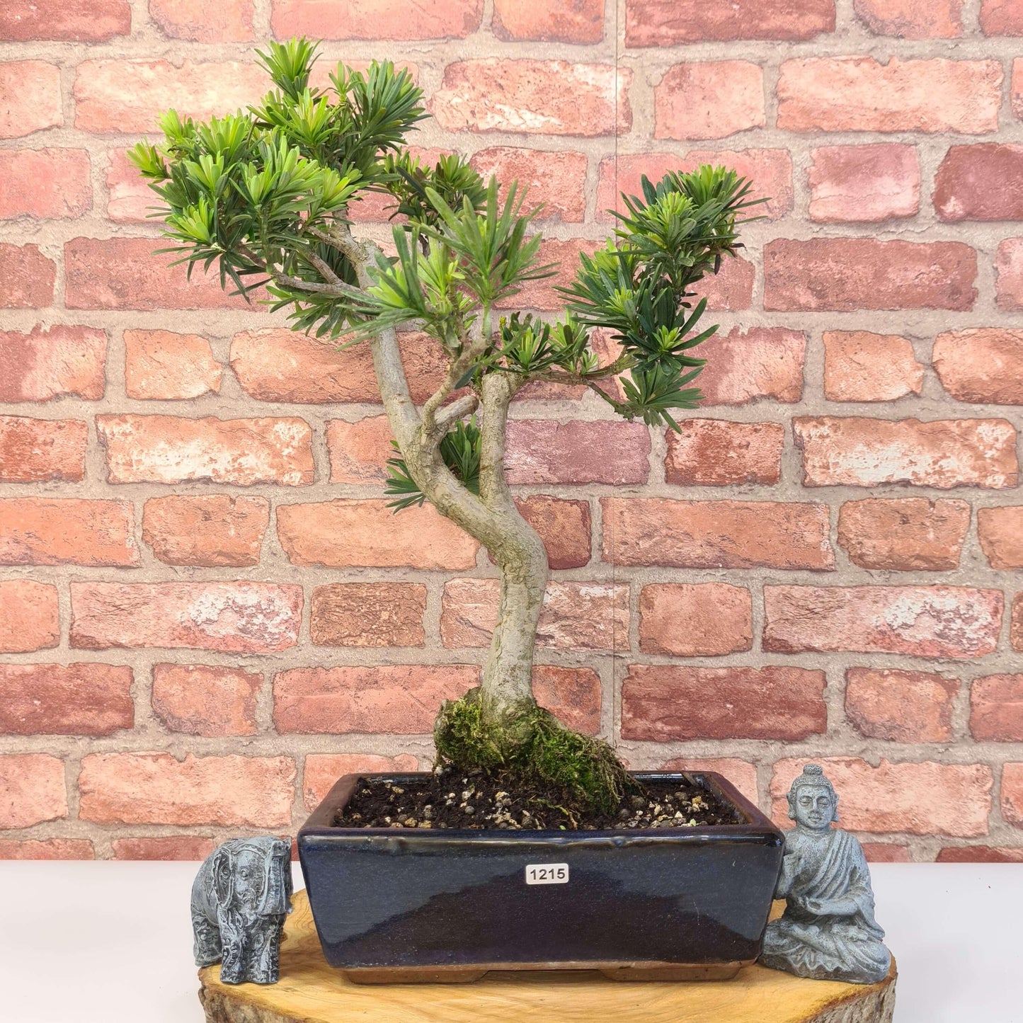 Buddhist Pine (Podocarpus Micro) Bonsai Tree | Shaped | In 30cm Pot by Yorkshire Bonsai