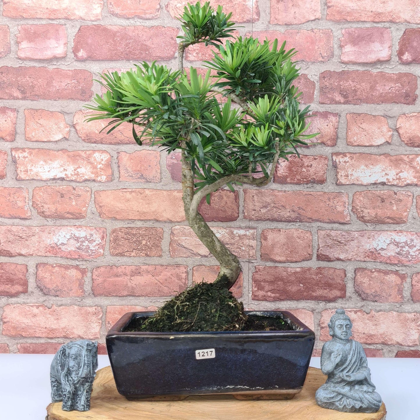 Buddhist Pine (Podocarpus Micro) Bonsai Tree | Shaped | In 30cm Pot by Yorkshire Bonsai