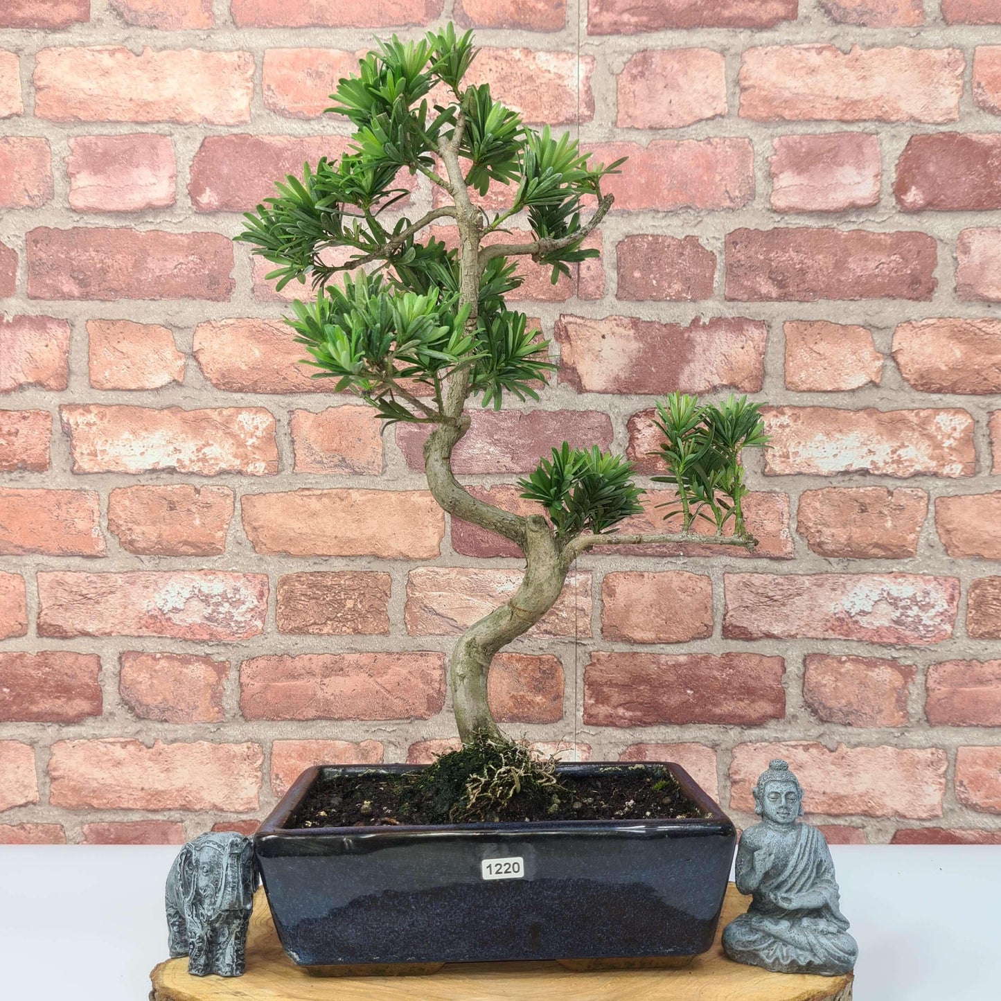 Buddhist Pine (Podocarpus Micro) Bonsai Tree | Shaped | In 30cm Pot by Yorkshire Bonsai