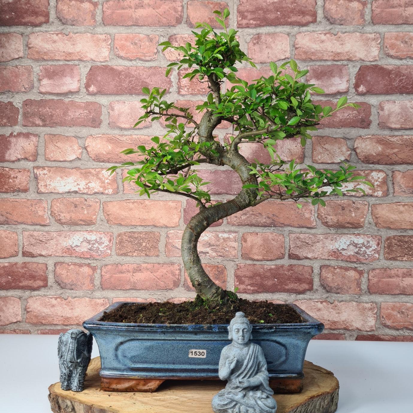 Chinese Elm (Ulmus Parvifolia) Bonsai Tree | Shaped | In 30cm Pot by Yorkshire Bonsai