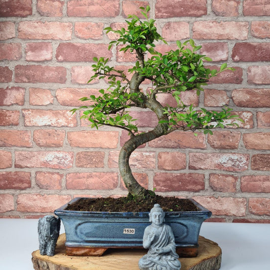 Chinese Elm (Ulmus Parvifolia) Bonsai Tree | Shaped | In 30cm Pot by Yorkshire Bonsai