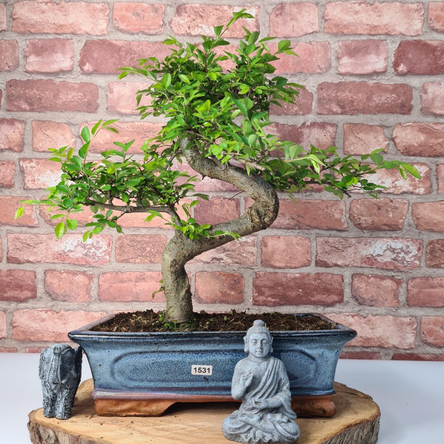 Chinese Elm (Ulmus Parvifolia) Bonsai Tree | Shaped | In 30cm Pot by Yorkshire Bonsai