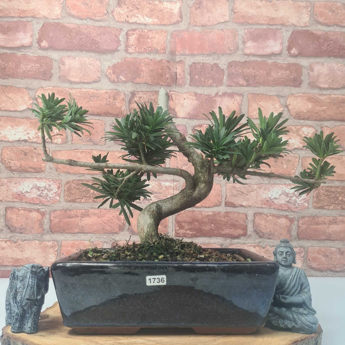 Buddhist Pine (Podocarpus Micro) Bonsai Tree | Shaped | In 30cm Pot by Yorkshire Bonsai