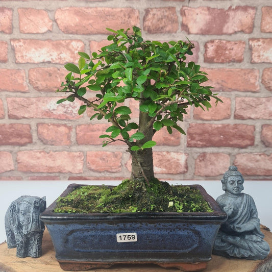 Chinese Elm (Ulmus Parvifolia) Bonsai Tree | Broom | In 20cm Pot by Yorkshire Bonsai