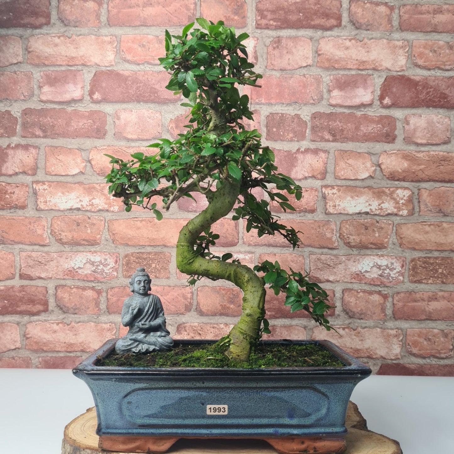 Chinese Elm (Ulmus Parvifolia) Bonsai Tree | Shaped | In 30cm Pot by Yorkshire Bonsai