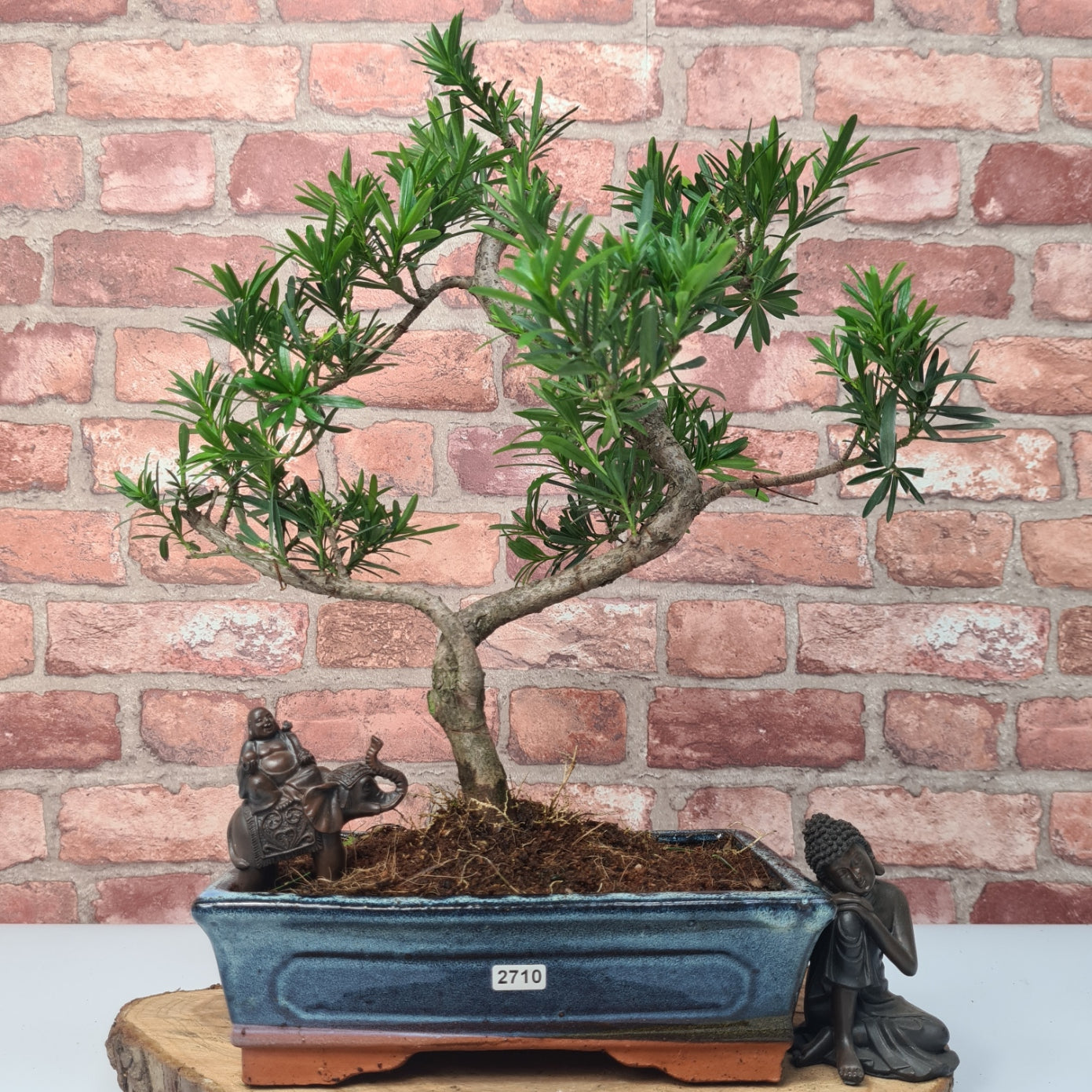 Buddhist Pine (Podocarpus Micro) Bonsai Tree | Shaped | In 30cm Pot by Yorkshire Bonsai