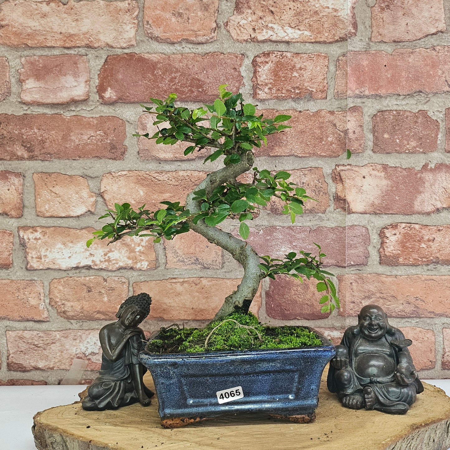 Chinese Elm (Ulmus Parvifolia) Bonsai Tree | Shaped | In 15cm Pot by Yorkshire Bonsai