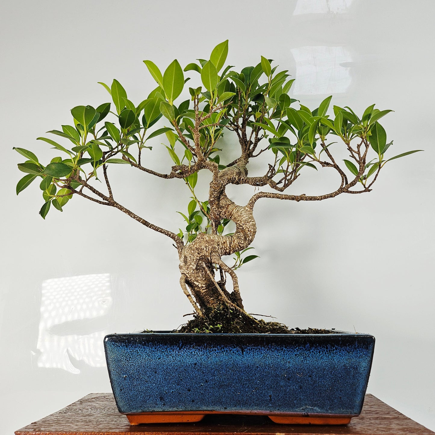 Ficus Microcarpa (Banyan Fig) Indoor Bonsai Tree | Shaped | In 25cm Pot by Yorkshire Bonsai