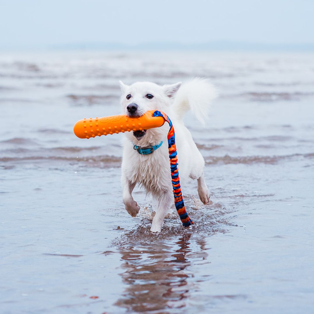 BOB: The 3-in-1 Dog Dummy Toy
