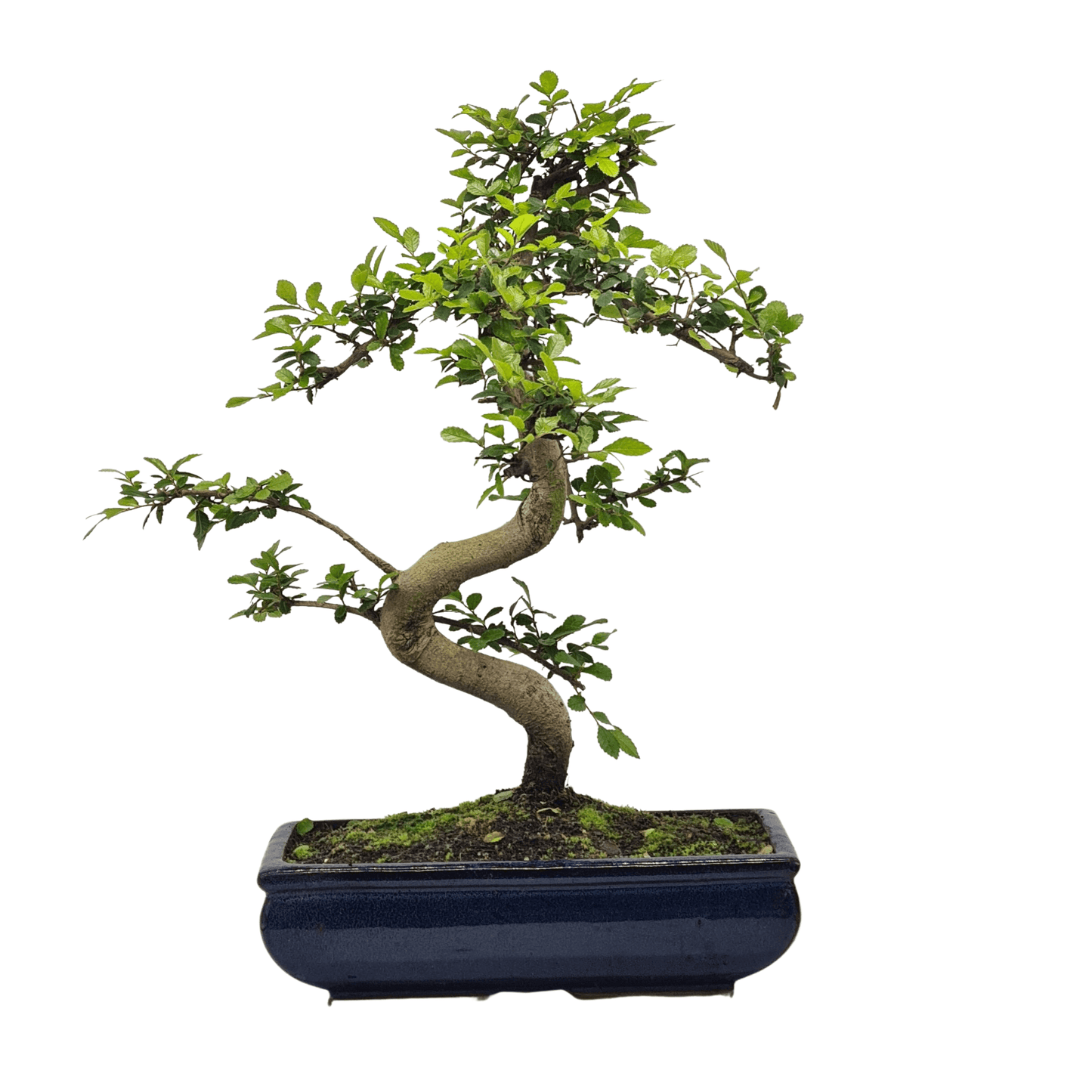 Chinese Elm (Ulmus Parvifolia) Bonsai Tree | Shaped | In 30cm Pot by Yorkshire Bonsai