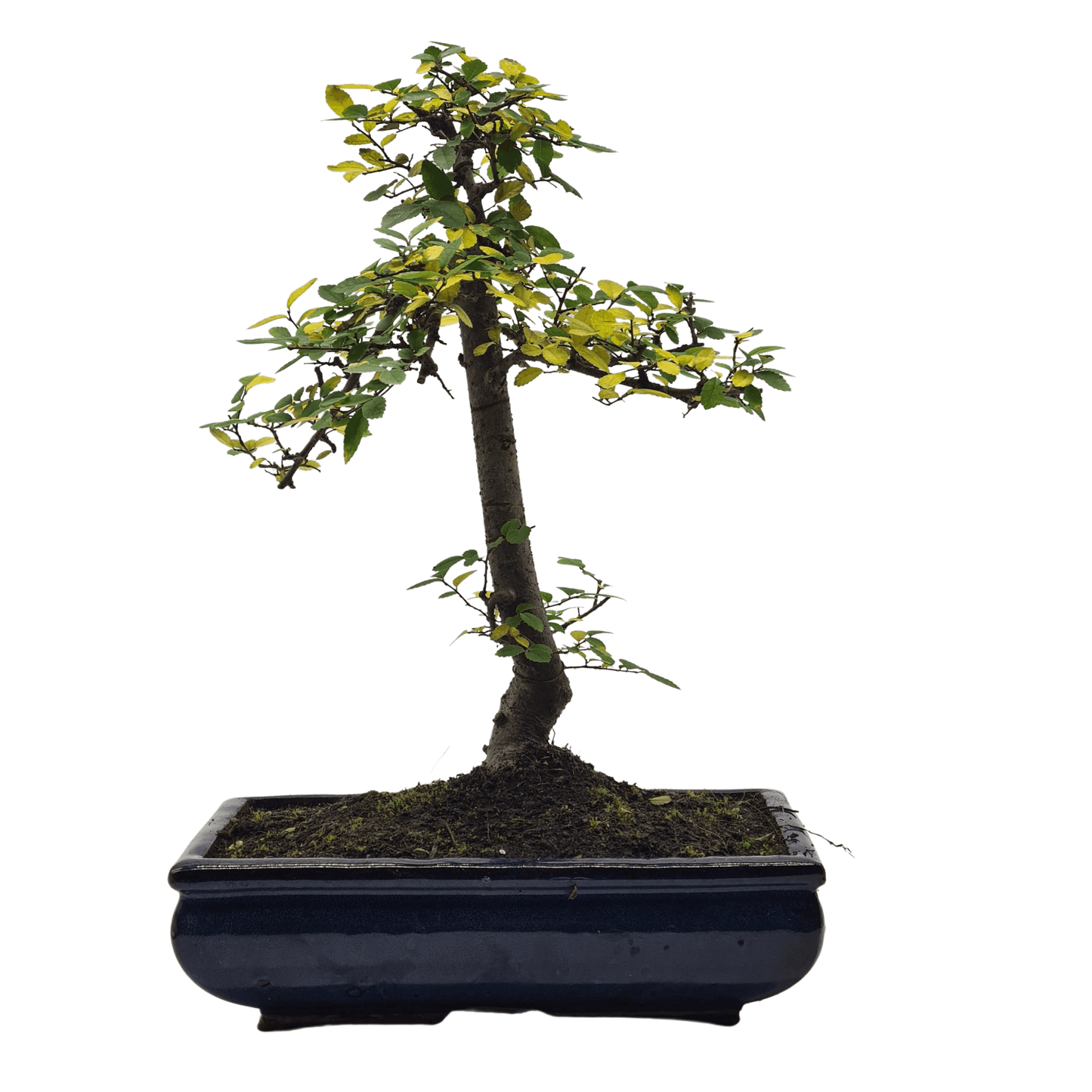 Chinese Elm (Ulmus Parvifolia) Bonsai Tree | Shaped | In 30cm Pot by Yorkshire Bonsai
