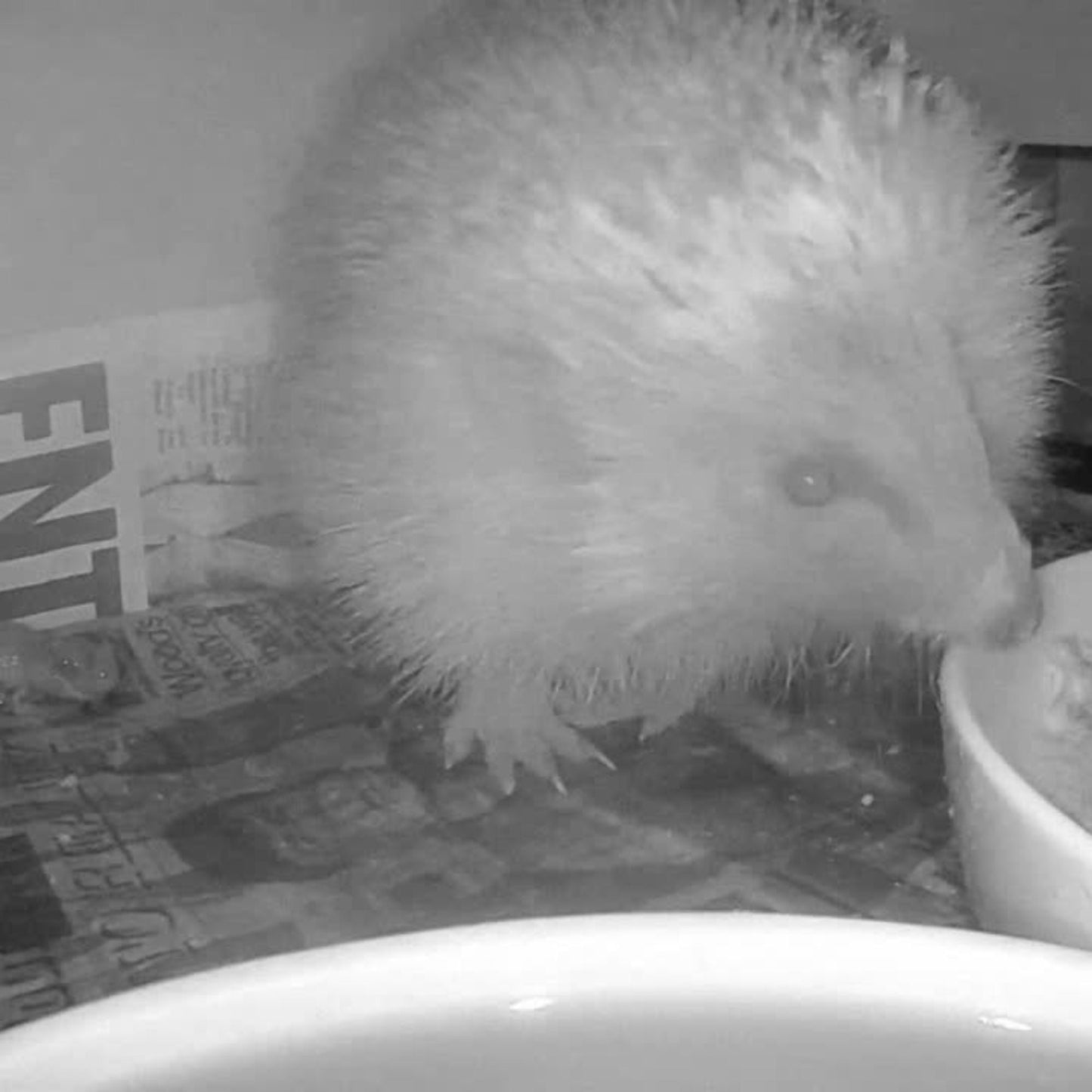 Green Feathers Cable Connection Hedgehog TV Camera Pack