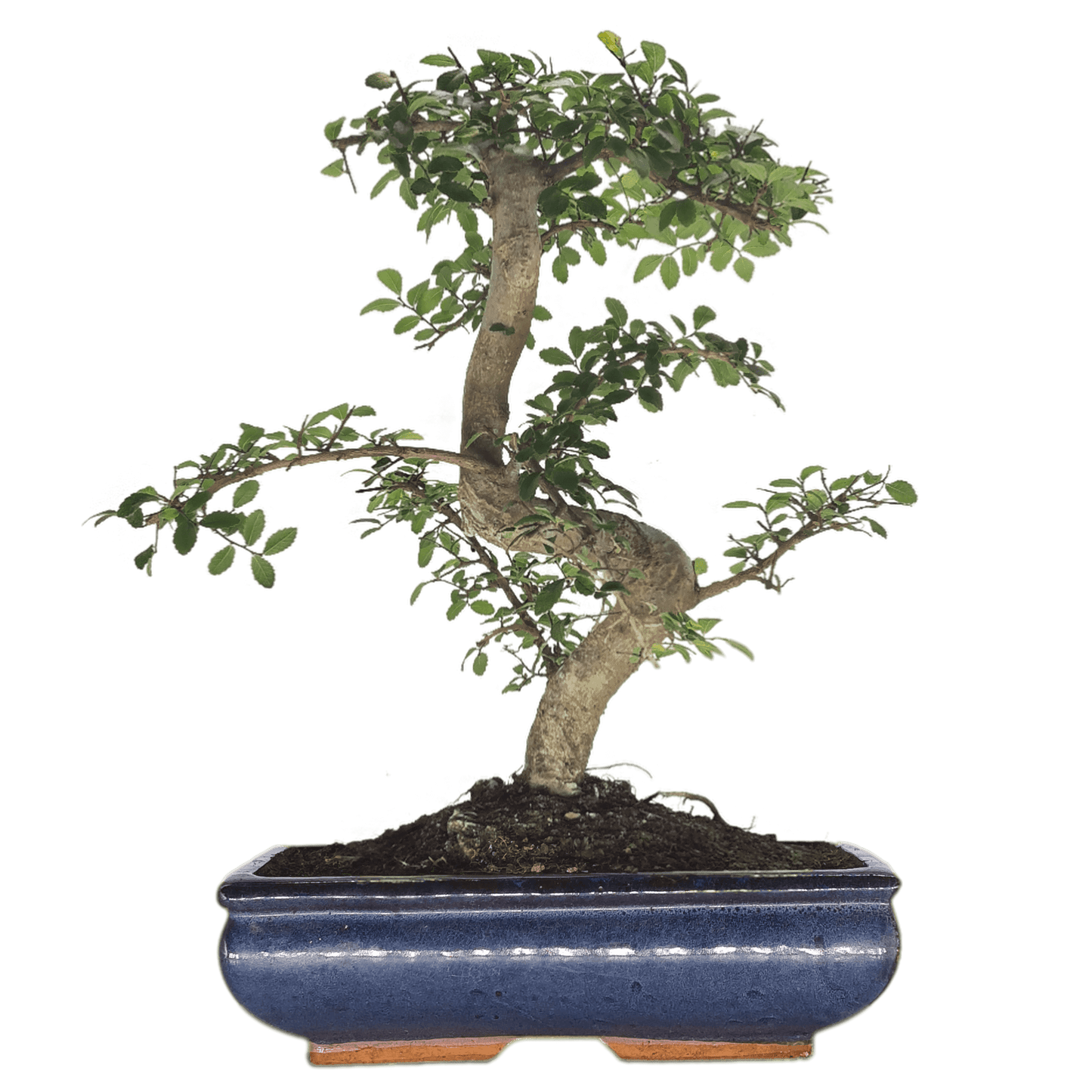 Chinese Elm (Ulmus Parvifolia) Bonsai Tree | Shaped | In 30cm Pot by Yorkshire Bonsai