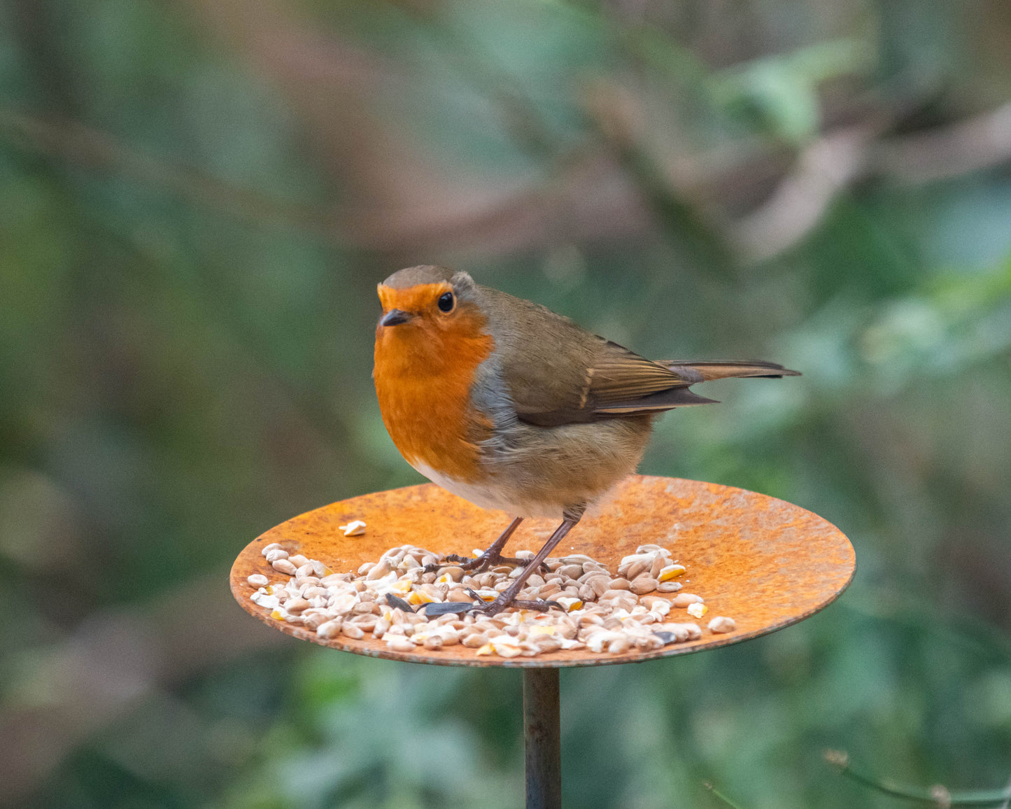 Metal Bird Feeding Platform Stake