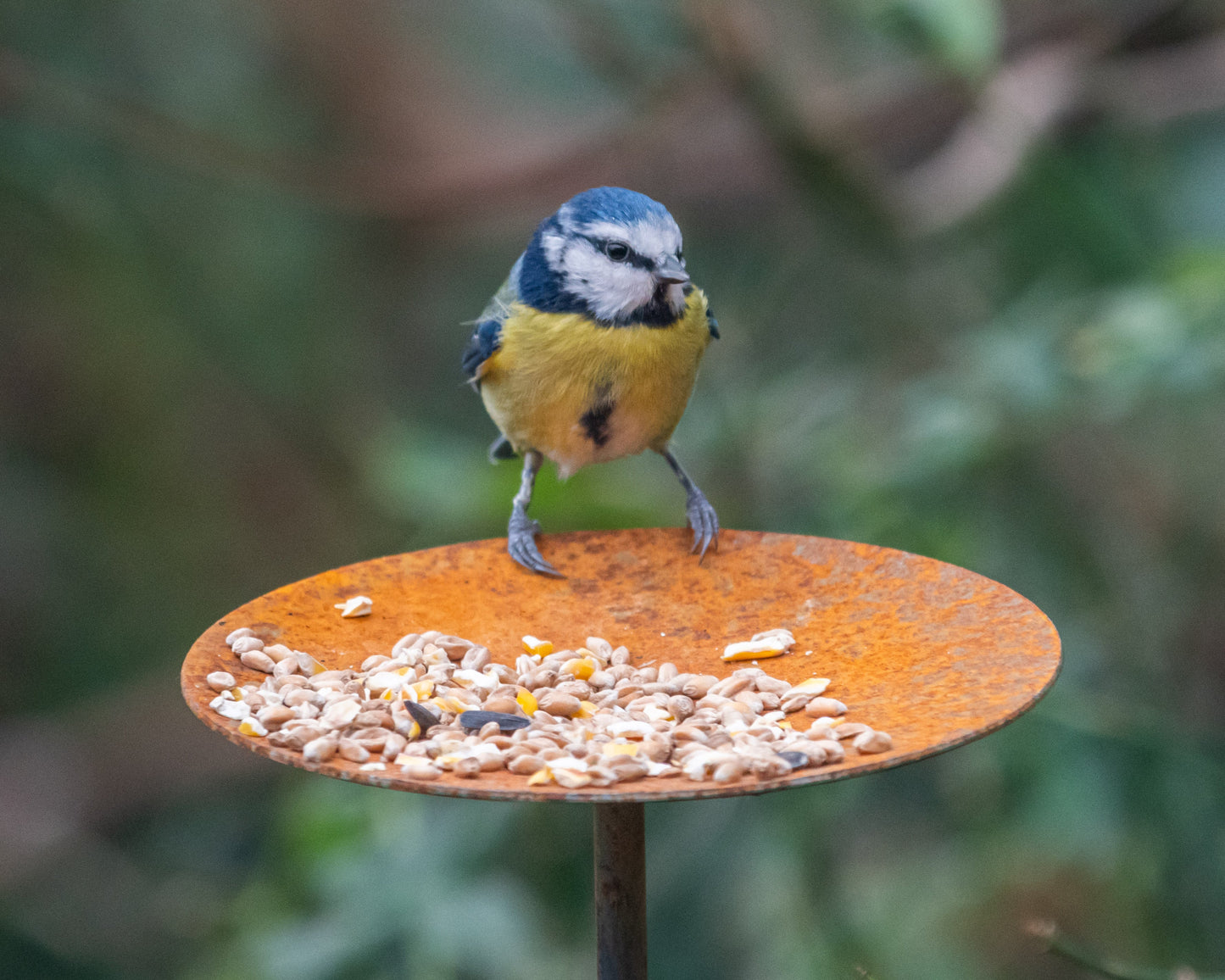 Metal Bird Feeding Platform Stake