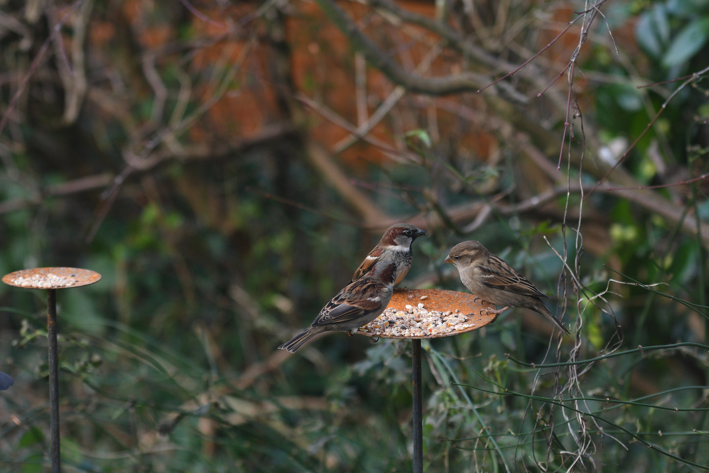 Metal Bird Feeding Platform Stake
