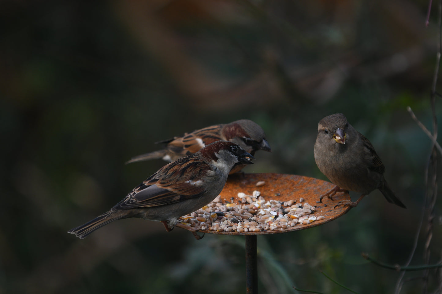 Metal Bird Feeding Platform Stake