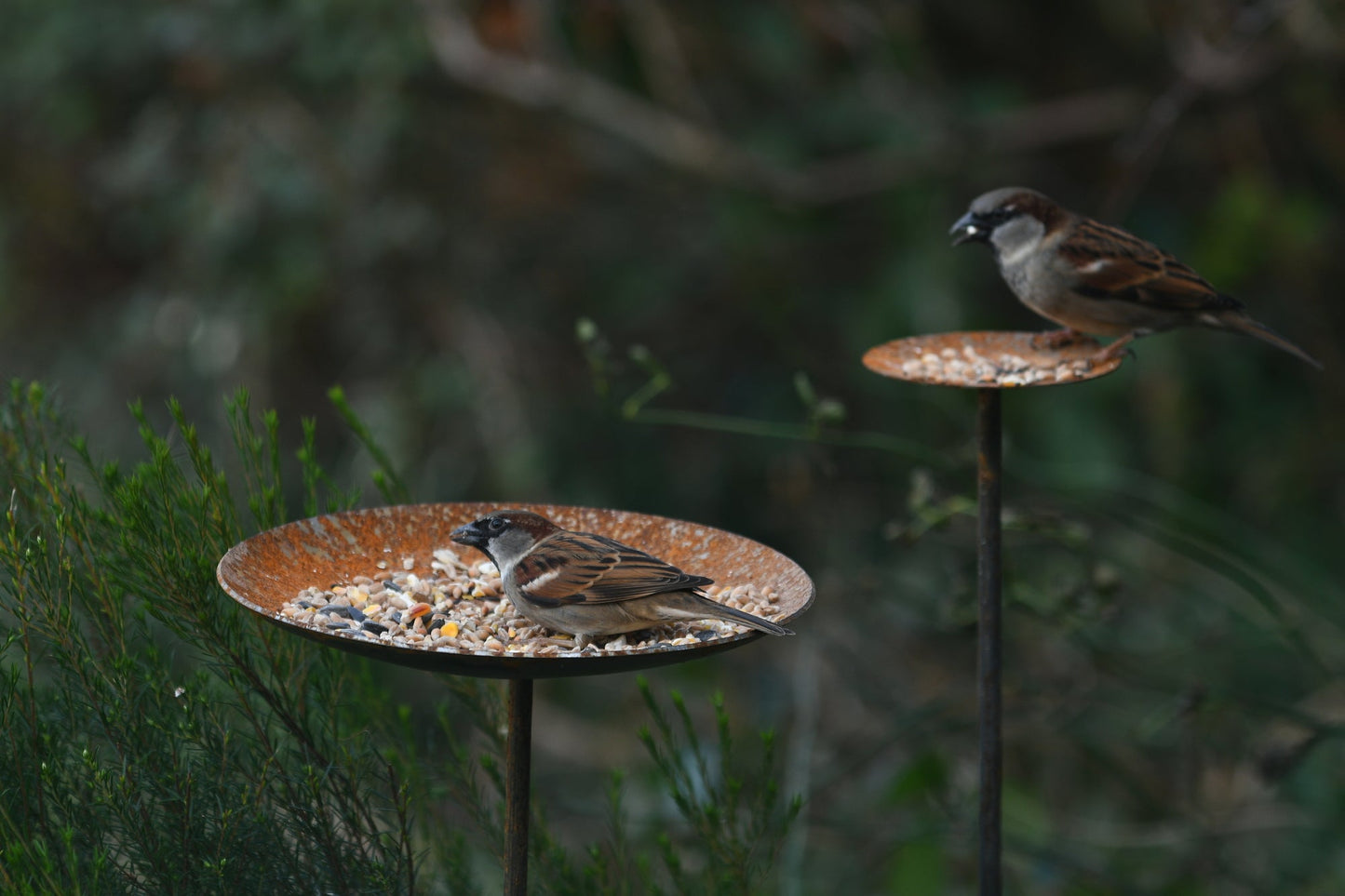 Metal Bird Feeding Platform Stake