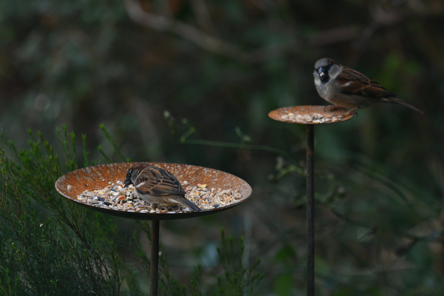 Metal Bird Feeding Platform Stake