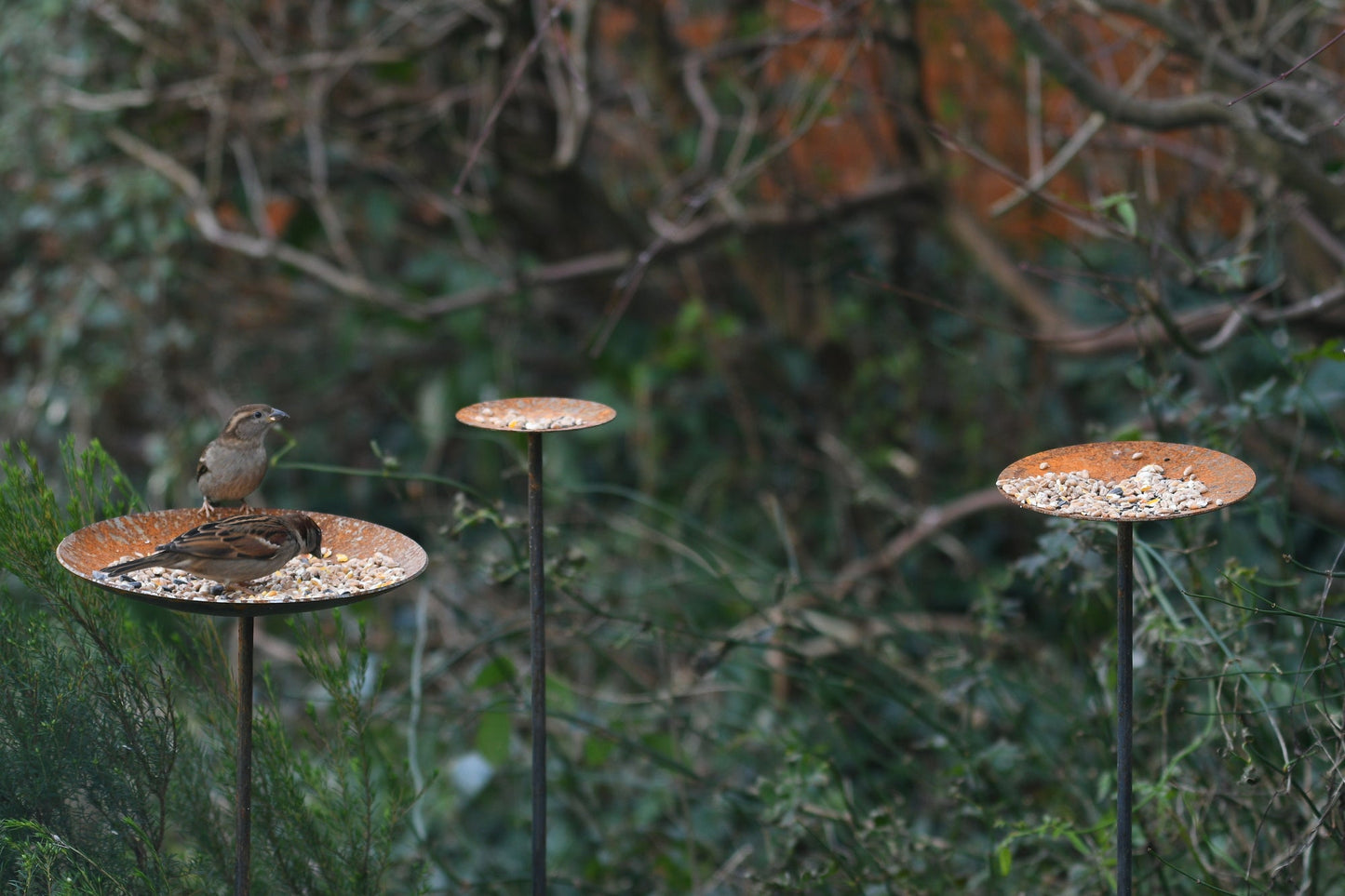 Metal Bird Feeding Platform Stake