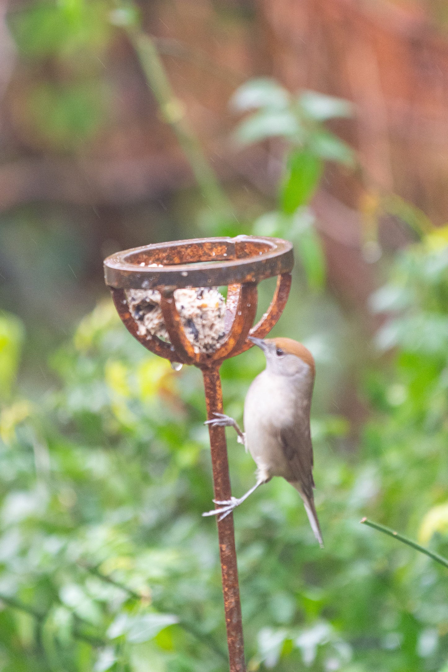 Fat Ball Bird Feeder Stake – Rustic Metal Garden Bird Feeder