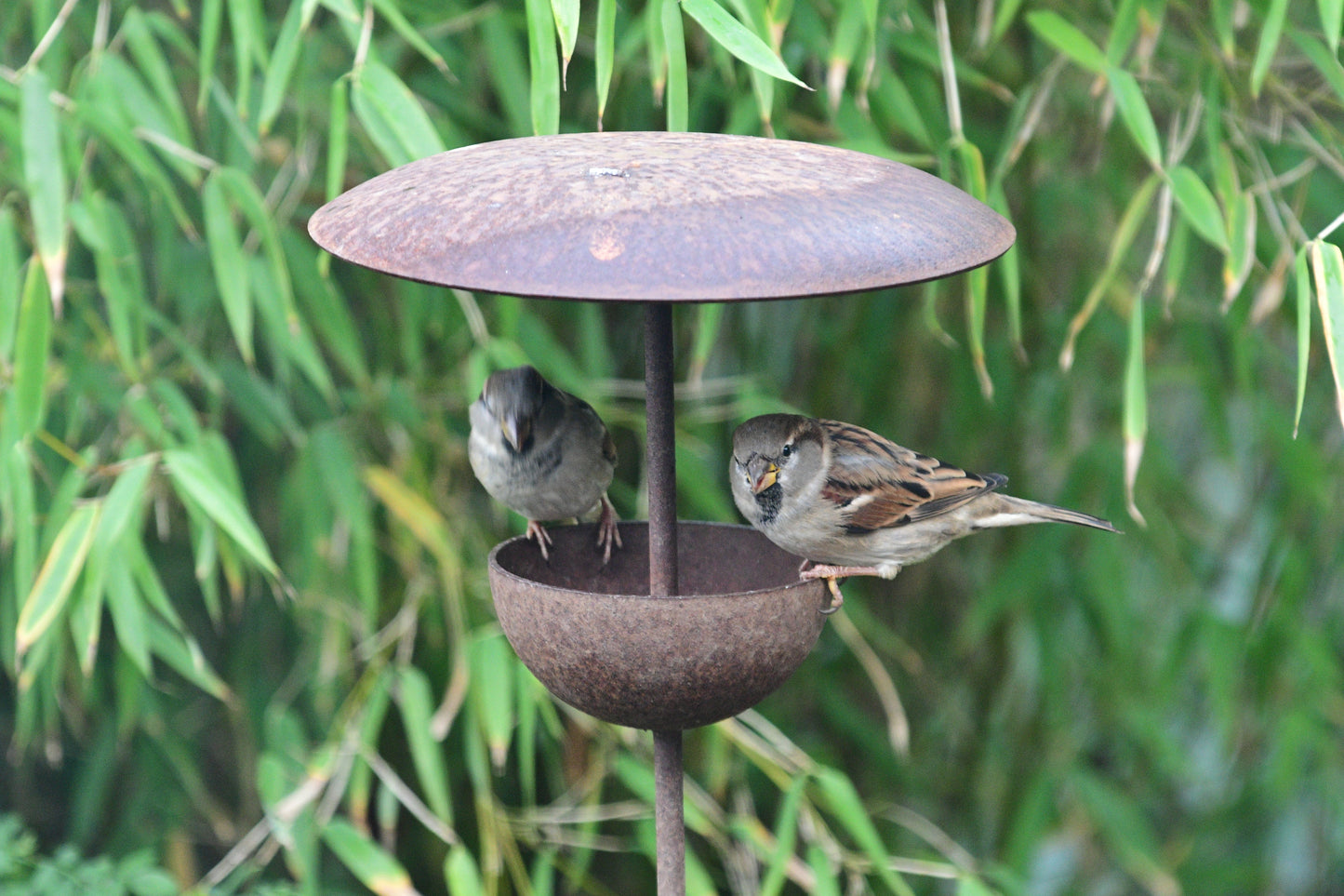 Rusty Metal Bird Feeding Stake – Steel Garden Bird Feeder