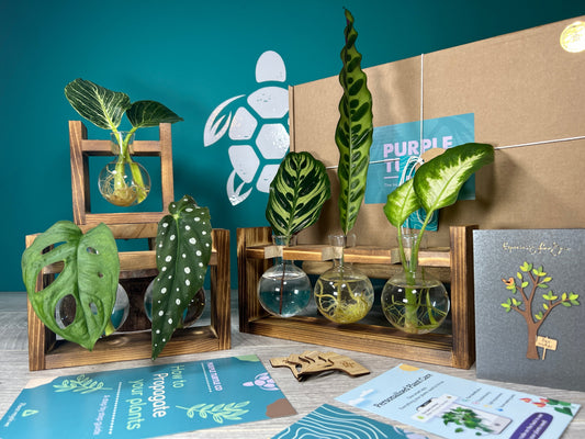 Plant Propagation Gift Set #5