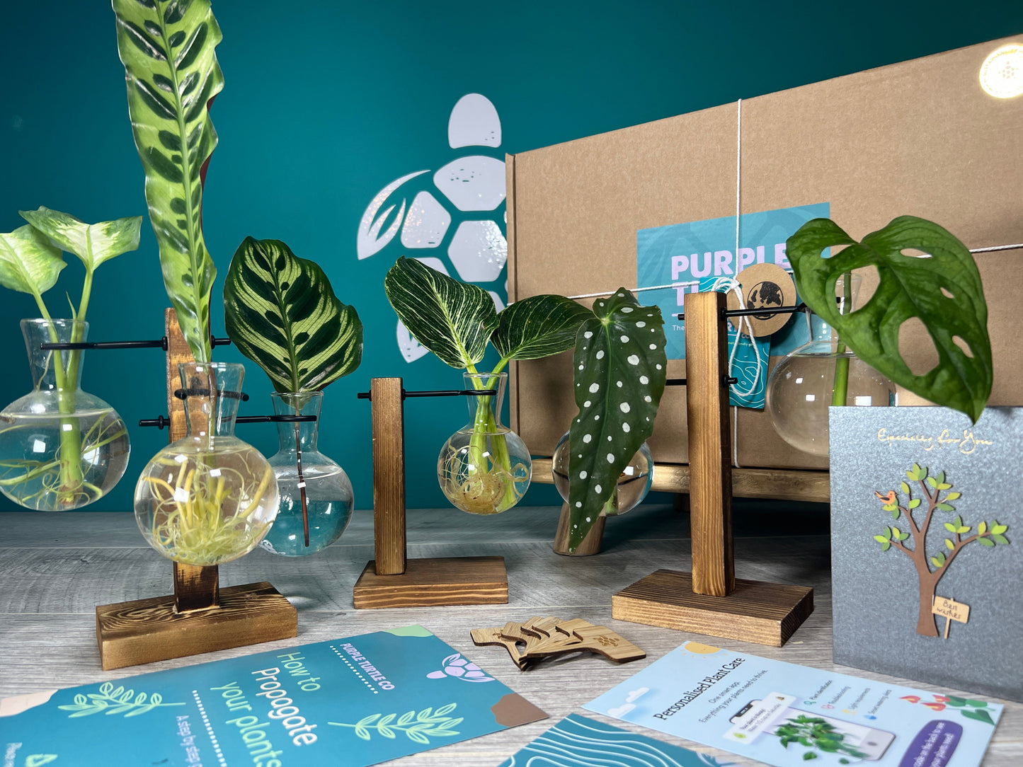 Plant Propagation Gift Set #1