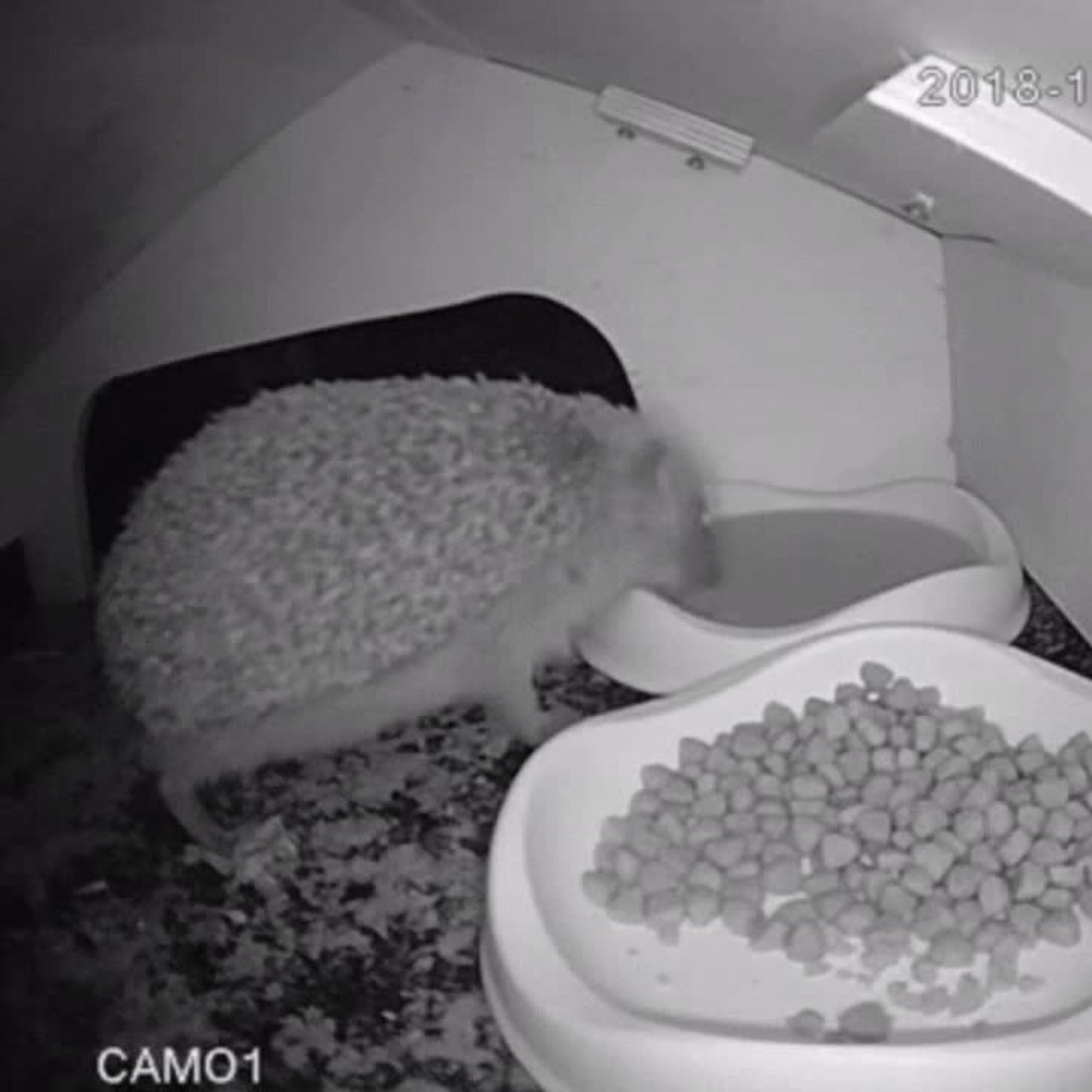 Green Feathers WiFi Hedgehog Box HD Camera Pack