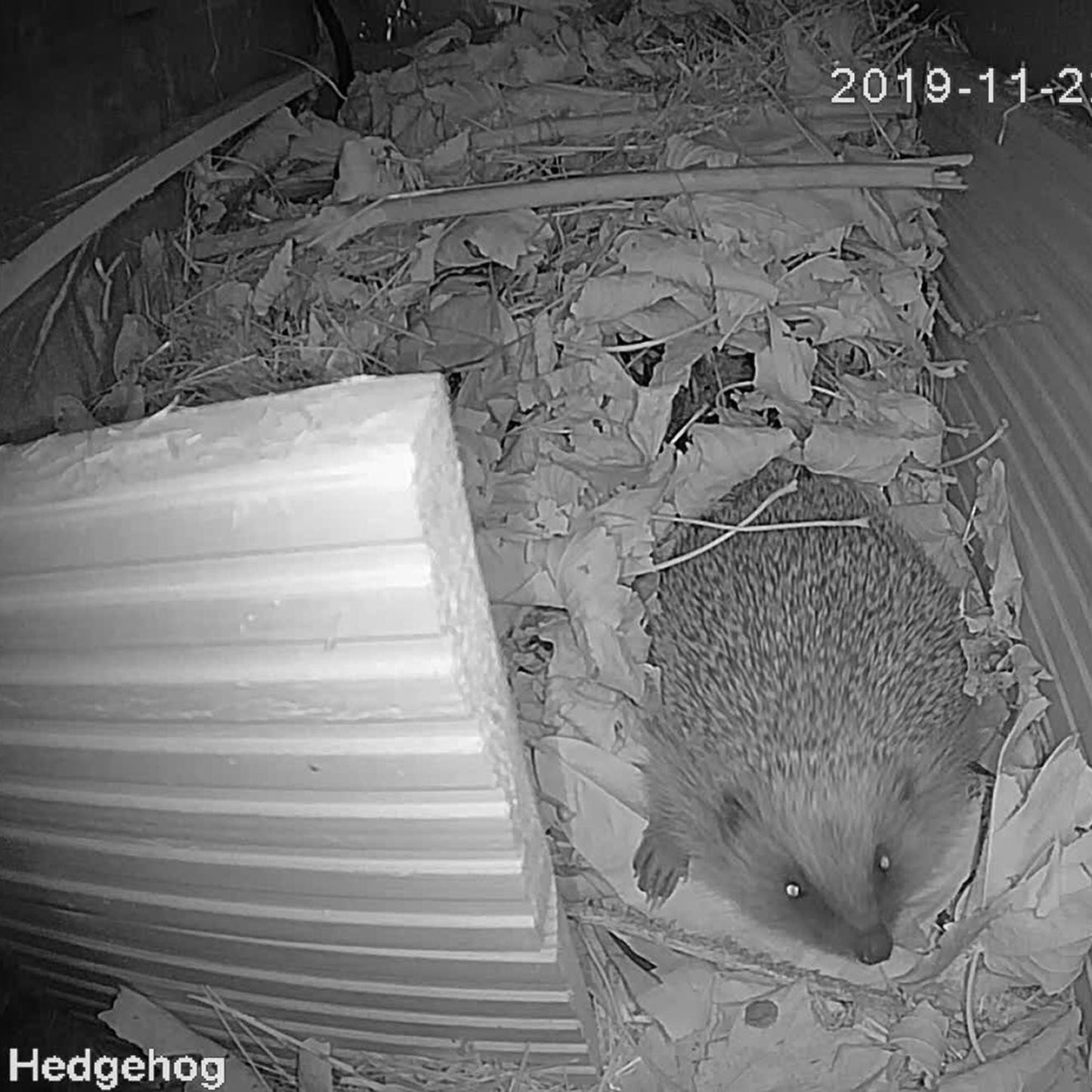 Green Feathers WiFi Hedgehog Box HD Camera Pack