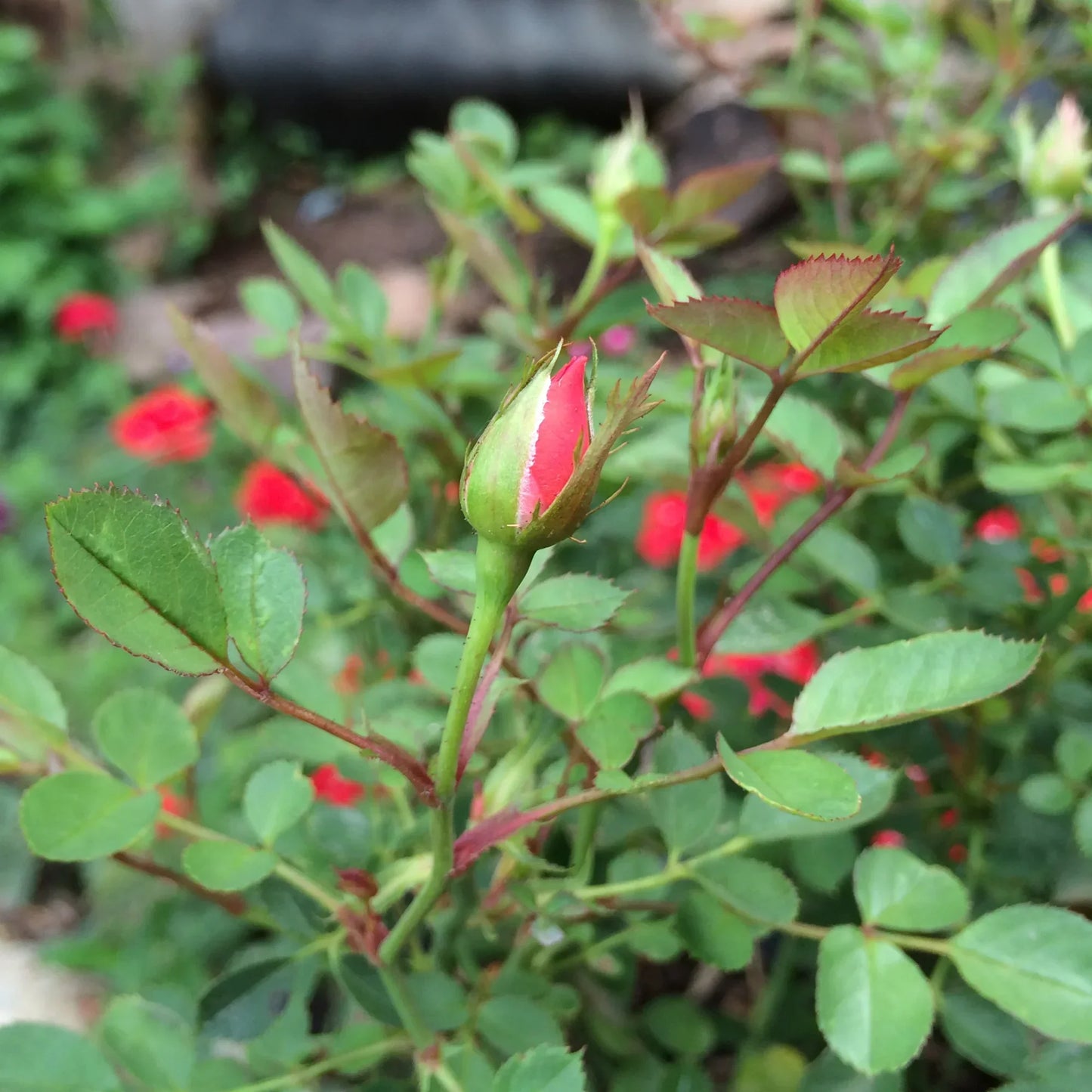 Miniature Rose Oval Drop Earrings by Shrieking Violet