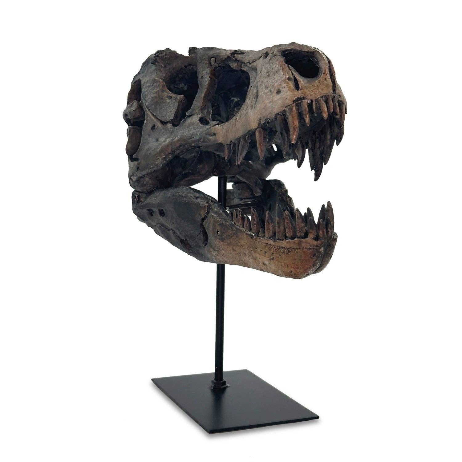Bentley & Bo T-Rex skull on black stand showing detailed fossil-inspired finish
