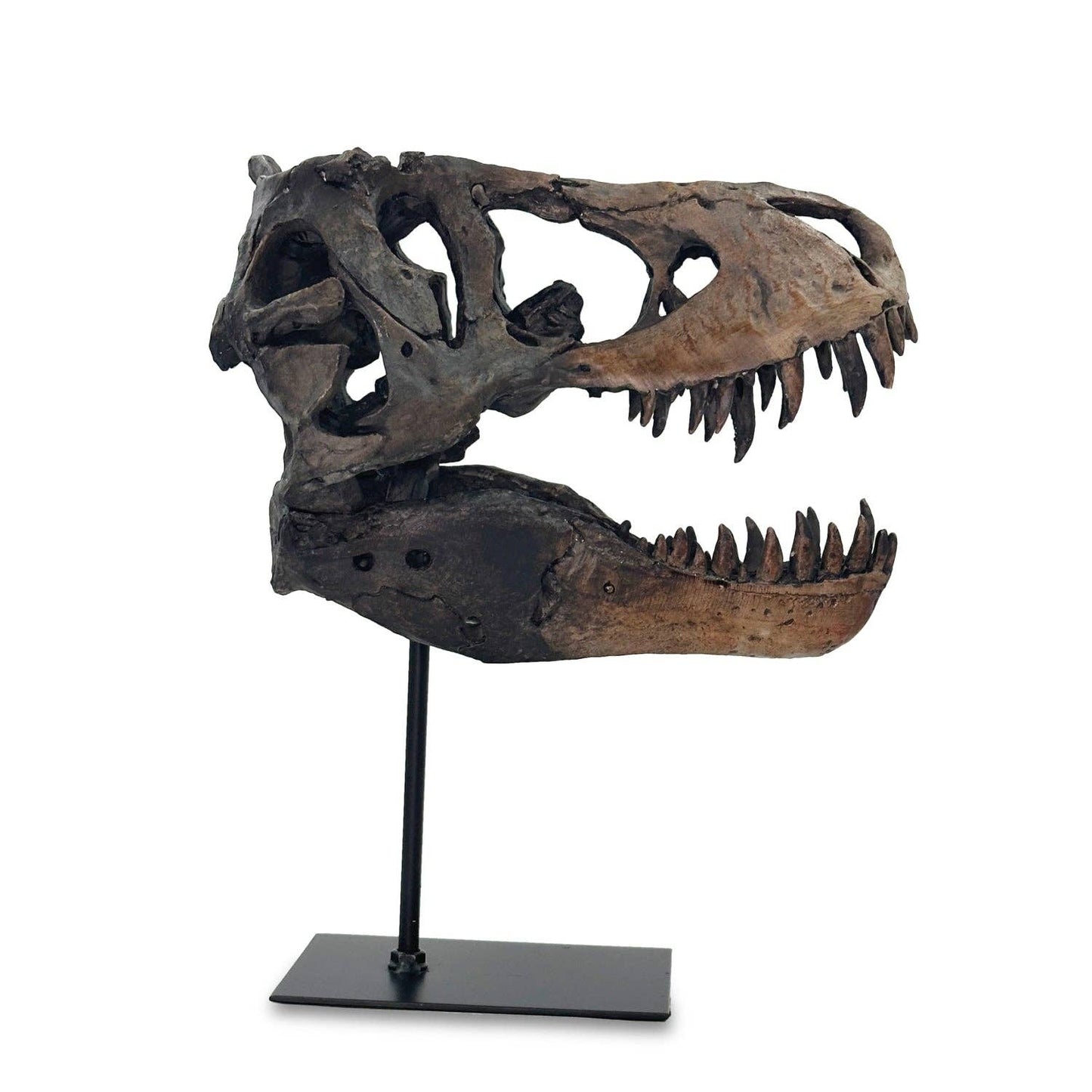 Bentley & Bo T-Rex skull sculpture with aged finish on black display stand