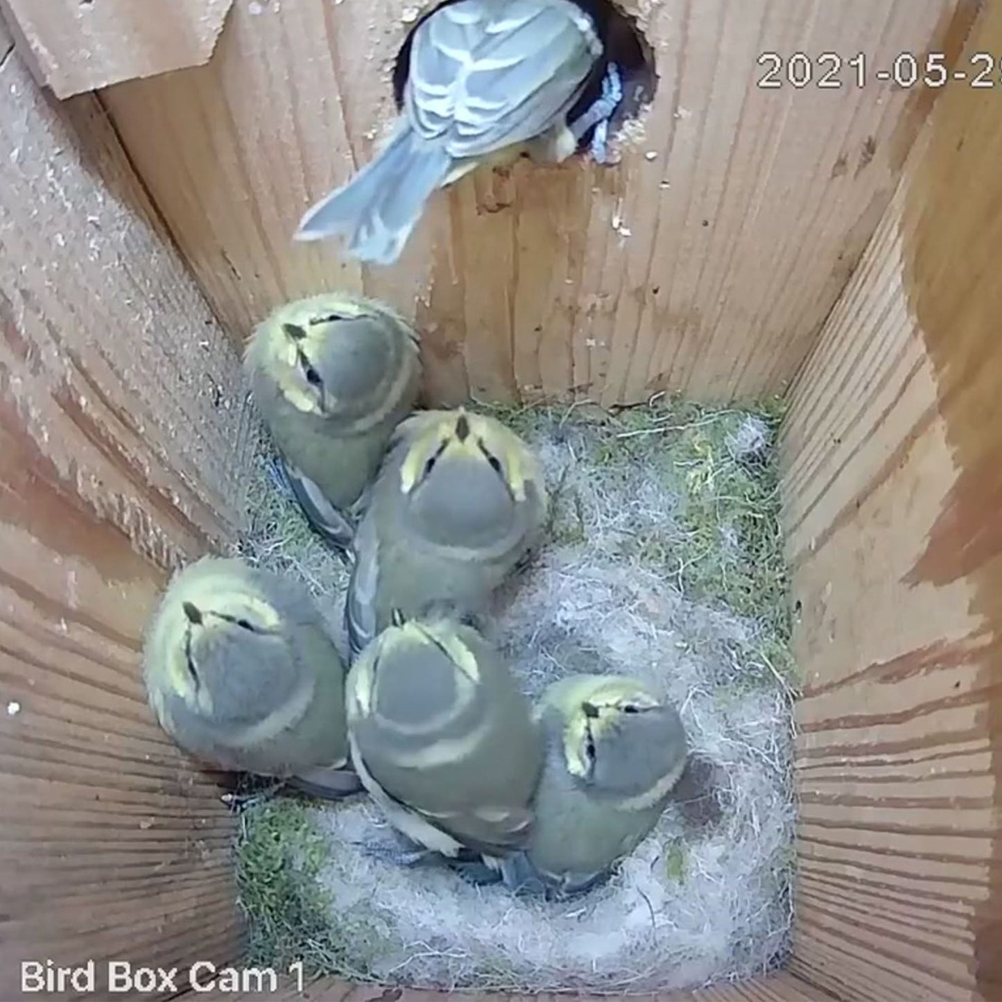 Green Feathers Solar Powered WiFi Bird Box HD Camera Starter Pack