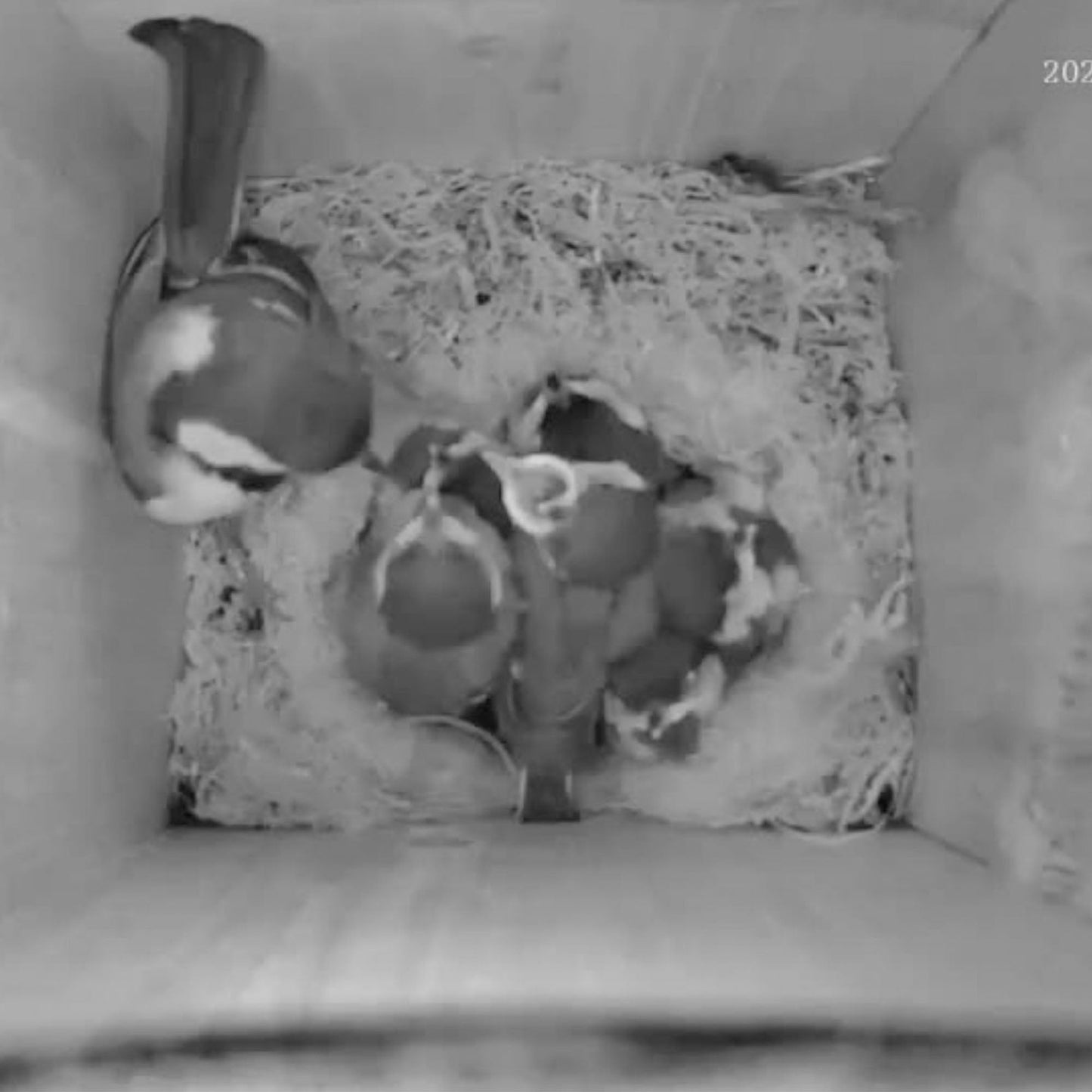 Green Feathers Cable Connection Bird Box & Wildlife Camera