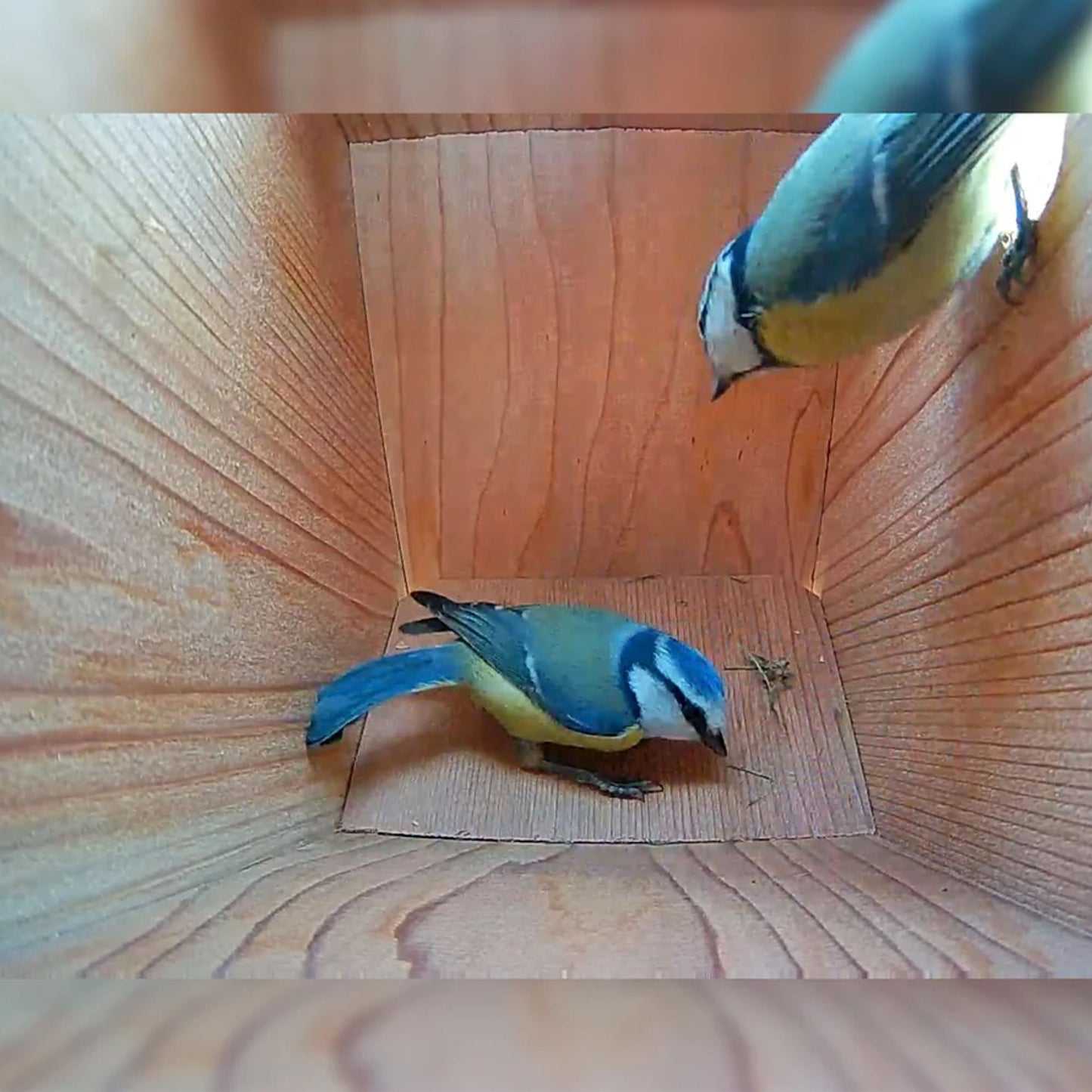 Green Feathers Handmade Wooden Side View Bird Box