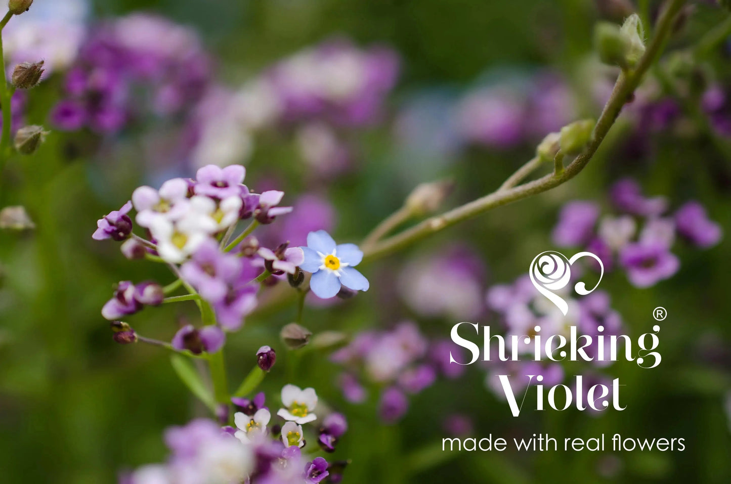 Sterling Silver teardrop earrings with real flowers by Shrieking Violet