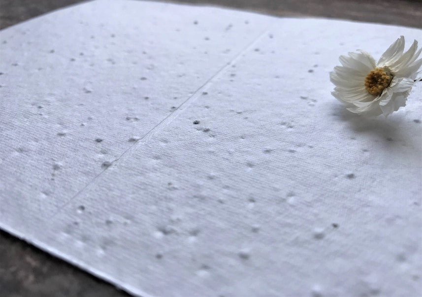 Plantable Seed Paper Birthday Card, Blank Inside (HB DAD)