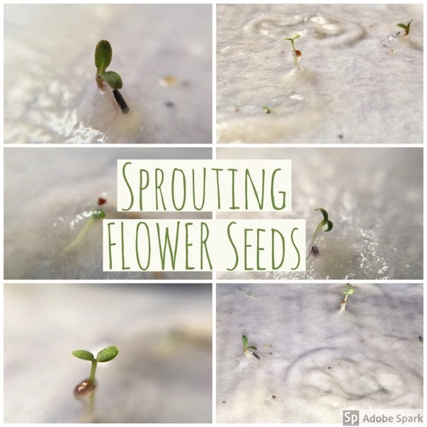 Plantable Seed Paper Birthday Card, Blank Inside (HB DAD)