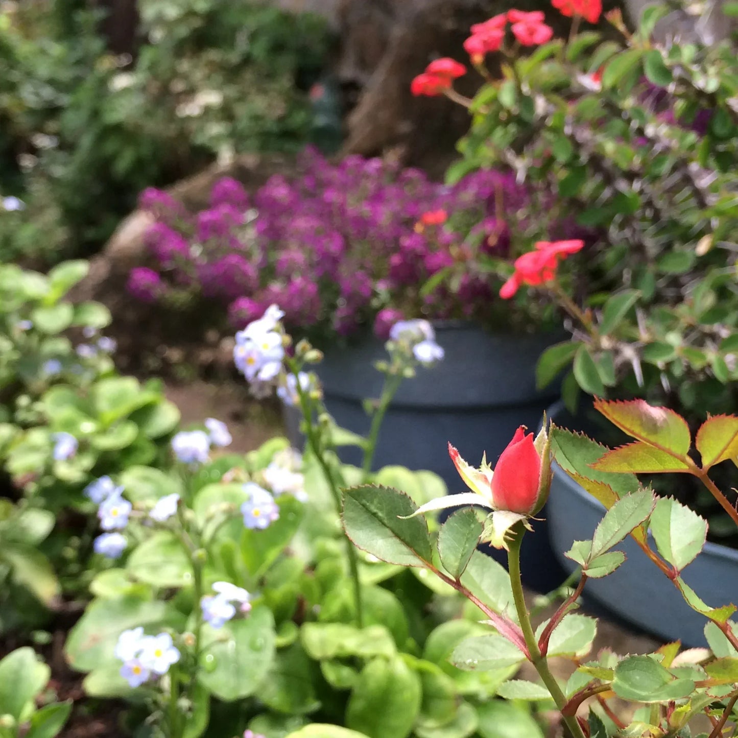 Miniature Rose Oval Drop Earrings by Shrieking Violet